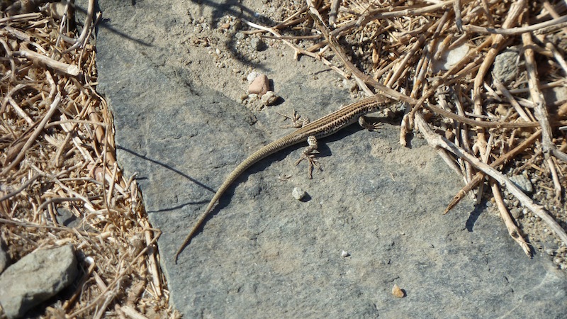 Lizard 5.JPG